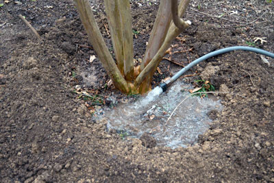 Use excess soil to create a berm. Use a garden hose, not sprinklers to water new trees.