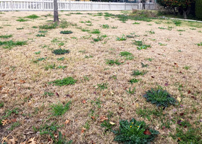 Vigorous weeds of early spring smatter themselves across an otherwise handsome lawn.