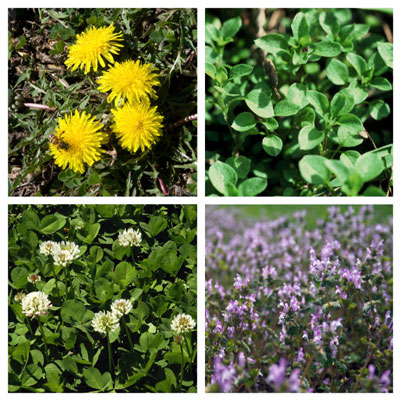 Winter broadleafed weeds include (clockwise from upper left) dandelions, chickweed, henbit and clover.