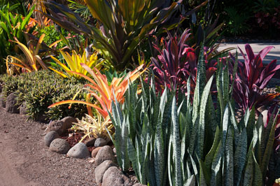 Finally, right along the Kona Coast, sansevierias alongside bromeliads and colorful Ti plants. I like it! How about you?