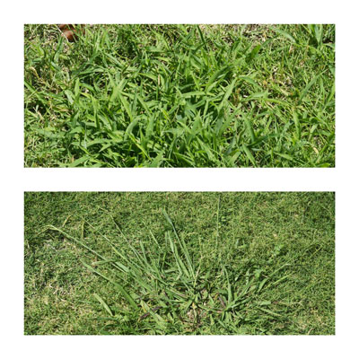 Annual crabgrass (above) and perennial dallisgrass (below) are often confused. Click for a larger photo.