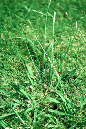 Dealing With Dallisgrass Neil Sperry S GARDENS   Dallisgrass Heads 280x420 