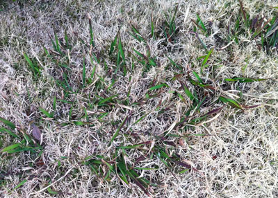 Dallisgrass in completely dormant bermuda lawn in mid-winter.