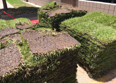 Fresh sod will be bright green, and its soil will be moist. Avoid browned, dry sod.