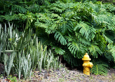 I also collect photos of fireplugs, so this photograph partially up the road to Holuakoa of a fire hydrant with sansevierias growing alongside was a must.
