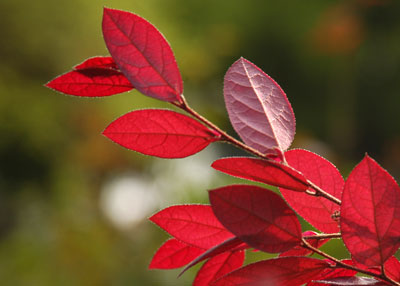 Almost all of your plants are growing at their most vigorous rates now. Plants like this handsome fringeflower (Loropetalum) benefit from spring feedings.