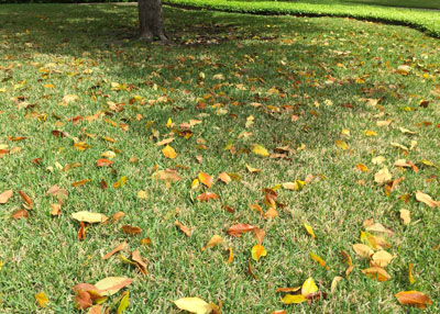 If you have a magnolia, this is what your lawn may look like (photo from McKinney three days ago). When I posted this on Facebook, people complained about the litter, to which I replied: “That’s a small price to pay for such magnificent shade trees.”