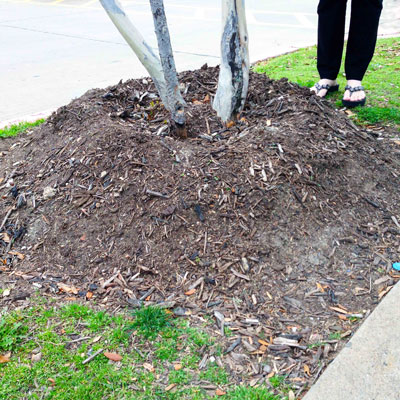 On, No!!! Mounding up soil and mulch into a volcano around a young tree’s trunk is a good way to ensure its failure. You cover the root flare and you make watering quite difficult.