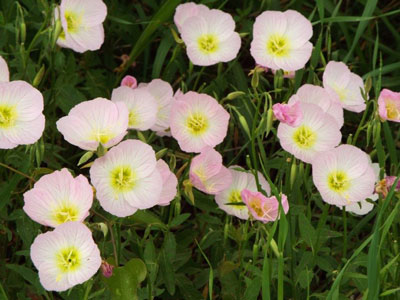 Pink Evening Primrose (Oenothera speciosa)