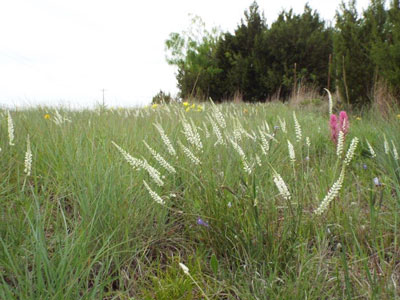 Wispy spikes of White Milkwort (Polygala alba).