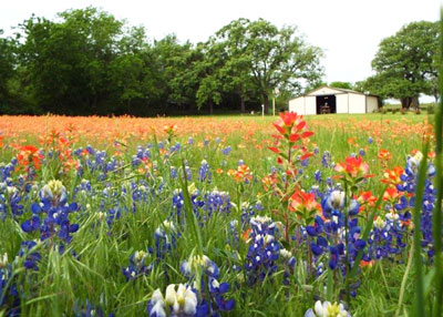 Bluebonnet (<i>Lupinus texensis</i>) and Indian Paintbrush (<i>Castilleja indivisa</i>) blanket a meadow near Tin Top, Texas.