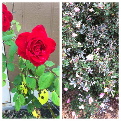 Black spot of roses on left, powdery mildew on right.