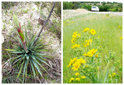 A new inflorescence rises from Pallid Yucca (Yucca pallida); Englemann Daisy (Engelmannia peristenia) waves cheerily near my truck. Click for larger photo.