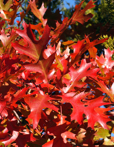 Shumard-red-oak-fall-color