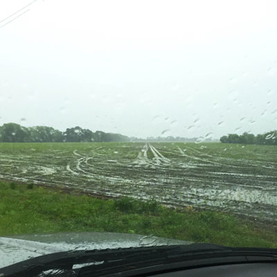 Not much agricultural will happen in this soil until things dry out. Photo is from a couple of days ago, not far from our Collin County home. Strangely, this large field sits atop a significant hill.