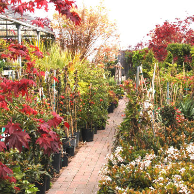 You’ll never enjoy nursery-shopping any more than you do in mid-spring. Stop in this weekend!