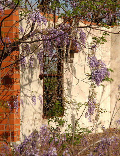 Wisterias often outlive the homes where they were planted. Photo is from Wills Point, taken several years ago.