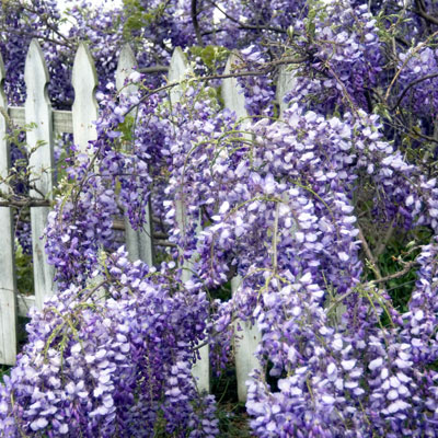 This wisteria blooms heavily each spring from an alkaline and rocky outcropping in Collin County.
