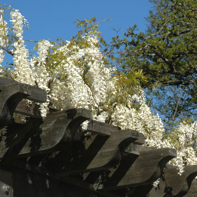 This white selection is blooming atop a covered patio – full sun and then some.