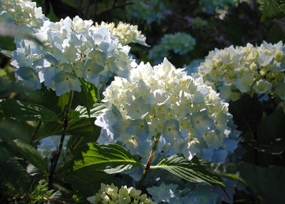 Every year new varieties of hydrangeas are introduced. Try one before you plant many.
