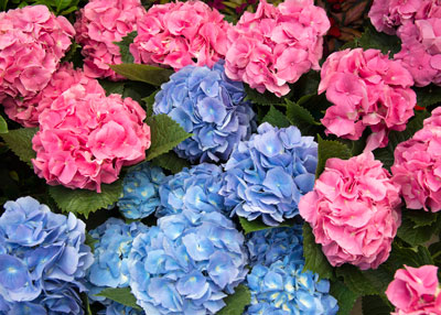 What’s this “litmus paper” thing about hydrangeas?