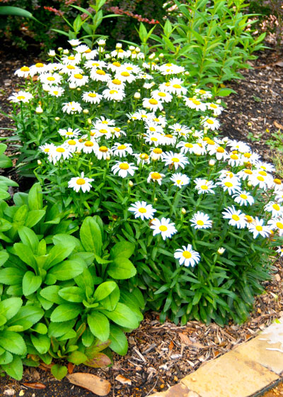 This bed of a short variety of Shasta daisies shows the plants’ grace and beauty.
