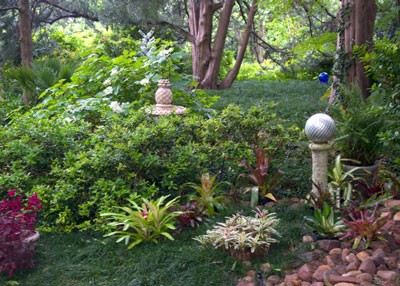 Finally, one corner of our gardens where I’m featuring bromeliads this year. Photo was taken two evenings ago, and it’s almost exclusively Neoregelias. (Bloodleaf Iresine, not a bromeliad, on far left.) Click for a larger view of the photo.