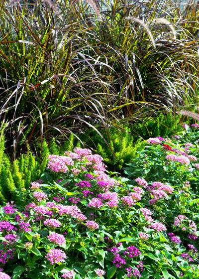 Purple fountaingrass in background grows to be 20 to 24 inches tall. Compare that to the short heights of modern pentas.