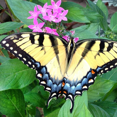 Tiger swallowtails seek nectar from pentas’ tubular flowers.