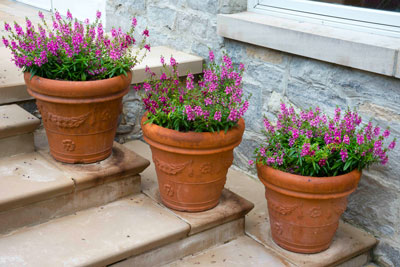 Pots of angelonias highlight these steps.