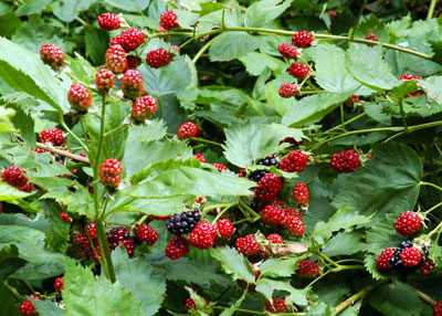 Blackberries-ripening