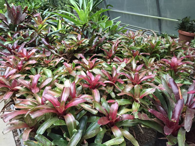 This is half of one of my greenhouse benches of assorted bromeliads. When I say “gone nuts over bromeliads,” this is what I mean.