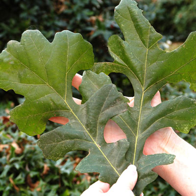 Bur oak leaves are, in a word, “huge!” These are my wife’s average-sized hands.