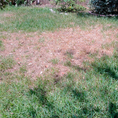 See the severe damage chinch bugs can do in only a few days. Browned area is actually dead. See dying grass in turf on bottom side of dead grass.