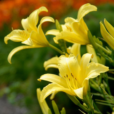 Bed of sunny yellow daylilies brightens a commercial landscape.