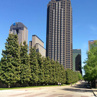 Southern magnolias have been trained to reflect vertical nature of Downtown Dallas. But you can still see their mature size.