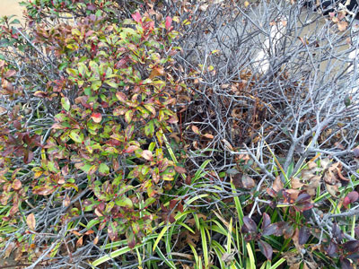 Indian hawthorn plant near death.