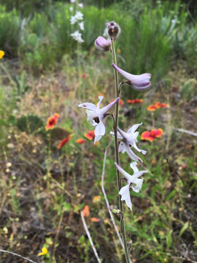 This delicate, white form of Prairie Larkspur (Delphinium carolinianum) is actually a tough perennial that adds a touch of sophisticated elegance to the prairie.
