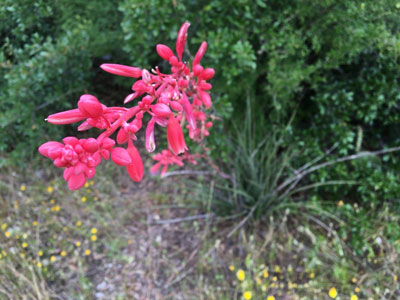 Perhaps sprouted from a discarded seed from the nearby compost pile, this Red Yucca (Hesperaloe parviflora) makes itself right at home where the shrub line meets open prairie. Common in North Texas gardens, the six to eight foot-tall inflorescence of tubular flowers attracts hummingbirds and butterflies.