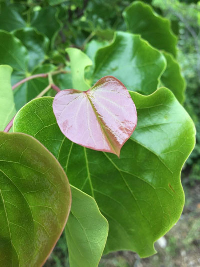 As I am nearing the end of my back-forty stroll, a tiny, new leaf of Texas Redbud (Cercis texensis) catches my eye…and my sentiments.