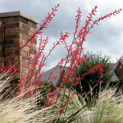 For long blooming cycles and durability to Texas conditions, few plants beat red yuccas.