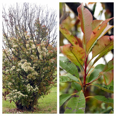 (L) Final stages on photinia (R) Early impact on photinia
