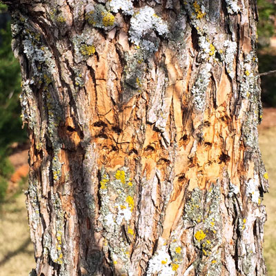 Woodpeckers and sapsuckers create holes in regular rows around trees’ trunks and branches. These birds do little, if any, damage, and there is no call to action.