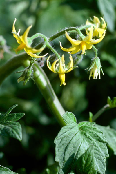 Try thumping flower clusters if your tomatoes fail to set fruit.