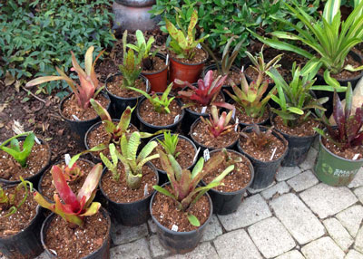 These plants had just arrived the afternoon before. We had them all potted by noon.