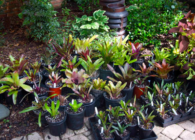 This is another shipment of plants – potted, watered and allowed to establish for several weeks.