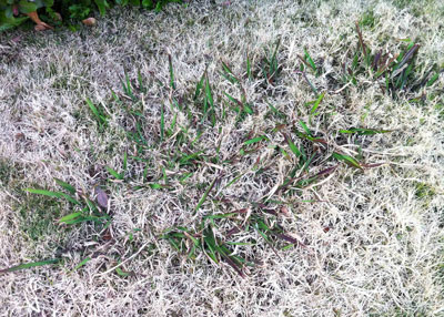Dallisgrass is still visible in dormant bermuda turf.