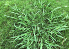 Dealing With Dallisgrass Neil Sperry S GARDENS   6 16 16 Dallisgrass Low Res 140x100 