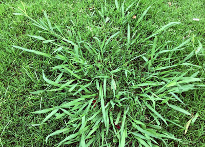 Address dallisgrass the moment it first appears in your lawn. The longer you wait, the more invasive it will become.