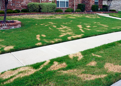 I took this photo in Allen three Septembers ago. Pythium was rampant up and down the street, even though the lawns had been maintained beautifully.